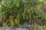 Image result for Huperzia dacrydioides
