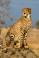 Image of How fast can Cheetah Run?