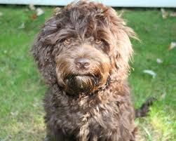 They are also dogs whose hair is allergy friendly. Miniature Labradoodle Mini Chocolate Australian Labradoodle Ashford Manor Labradoodles Australian Labradoodle Labradoodle Miniature Australian Labradoodle