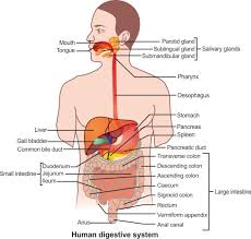 A Draw Diagram Of Human Alimentary Canal And Label The