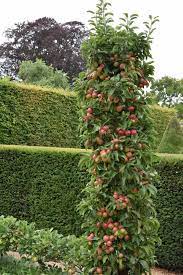 Alternatively plant ballerina apple trees (see below). Woolbedingnt Malus Ballerina Flamenco Is An Ornamental Apple That Is Best Eaten Fresh From The Tre Apple Tree Garden Design Apple Tree Gardening Garden Trees