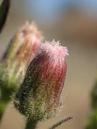 Image result for Pseudoconyza viscosa