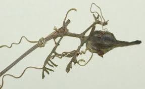 Image result for Kedrostis nana