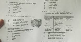 Apa fungsi dari alveolus ? Biologi Gonzaga 130 Soal Biologi Sel Dan Jaringan