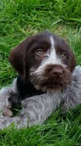 Feel free to browse hundreds of active classified puppy for sale listings, from dog breeders in pa and the surrounding areas. 18 German Wirehaired Pointer Puppy Ideas Pointer Puppies German Wirehaired Pointer Hunting Dogs