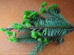 Maybe you would like to learn more about one of these? How To Make Douglas Fir Tea Natureoutside