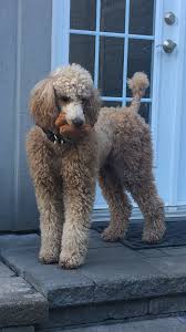 Located in the village of panfield, near to braintree in north essex. Paws Pet Grooming Langebaan Alex Paperdreams