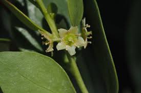 Image result for Pterocelastrus