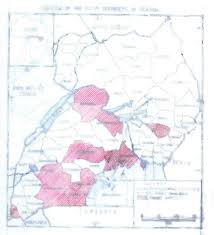 Image result for Eulophia stachyodes