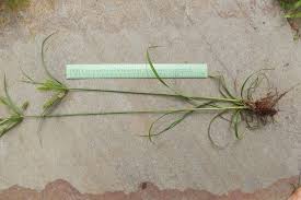 Image result for Cyperus cyperoides