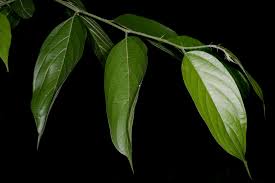 Image result for Celtis mildbraedii