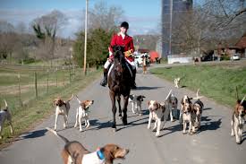 While the 2020 nvsl season has been cancelled, the fox hunt splash! Fox Hunting Centuries Old Tradition Kept Alive In East Tennessee Club