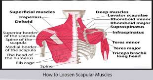 How To Loosen Scapular Muscles Shoulder Muscles Shoulder Blade Muscles Muscle Diagram