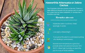 That's easy to remember, and it's a reasonable goal. Haworthia Attenuata Or Zebra Cactus Low Light Succulents Succulents Succulent Care