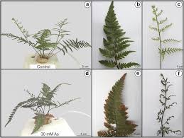 Image result for Pityrogramma