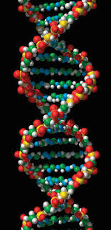 Leading and lagging strands in dna replication. Dna Definition Structure Discovery What Is Dna Live Science