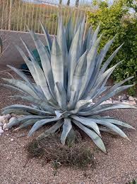 Image result for Agave
