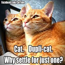 Image result for cat memes