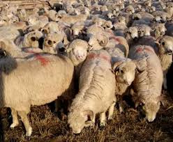 Salveaza cautarea vezi cautarile salvate. Oi Turcane Si Berbeci Rasa Turcana Pentru Reproductie Stiriagricole Ro