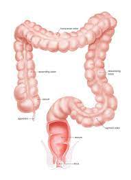 Pin On The Role Of Digestive System Large Intestine In Human S Body