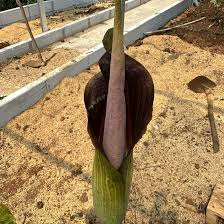 Image result for Amorphophallus goetzei