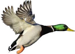 Find high quality mallard duck clipart, all png clipart images with transparent backgroud can be download for free! Download Mallard Duck Clipart Mallard Duck Flying Clipart Png Image With No Background Pngkey Com