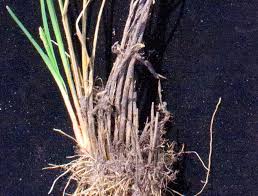 Image result for Fimbristylis complanata