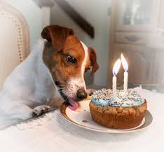 Jack Russell Terrier Birthday Cake Khenzis Birthday Celebration Photo By Enis Alsan Jack Russell Dogs Jack Russell Jack Russell Puppies