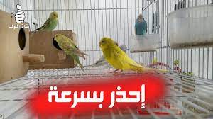 اخطاء فادحة ظهرت في تربية طيور البادجي في جماعات احذر منها باسرع وقت budgies parrot