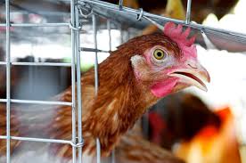 What symptoms of bird flu do the birds have? H7n9 Bird Flu Symptoms Causes And Risks