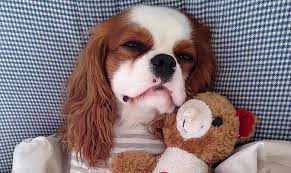 10 Lazy Dog Breeds Perfect For Apartment Living Point Ruston