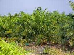 Continuous air pollution from open burning in plantation and forest fires elsewhere brought the. Photo Of Oil Palm Plantation Maludam Peninsula Sarawak Malaysia