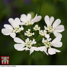 Oregon tilth certified organic seed! White Lace Flower By Pretty Wild Seeds 20 Orlaya Grandiflora Seeds
