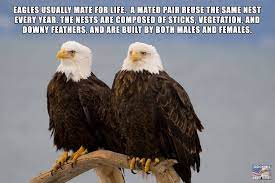 Eagle Memes About Eagles Pagina Inicial Facebook