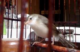 Kicauan burung cici padi si mungil bersuara unik. Video Dan Audio Burung Ciblek Alang Alang Om Kicau