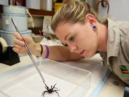When is funnel-web spider season? Season to start early