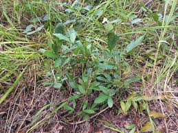 Image result for Vitex madiensis