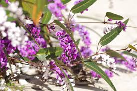 Image result for Hardenbergia