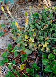 Image result for Cyathula polycephala