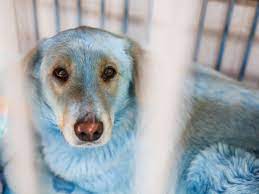 Blaue hunde in russischer stadt entdeckt. Blaue Strassenhunde In Russland Entdeckt Fellfarbe Stammt Von Furchtbarer Praxis Welt