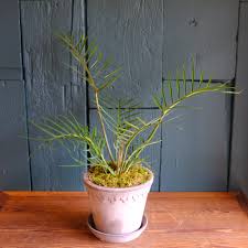 Image result for Filodendron Philodendron