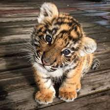 Bekijk meer ideeën over schattige babydieren, baby dieren, schattige dieren. Angelillo Schattige Dieren Schattigste Dieren Dieren Baby S