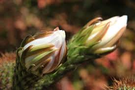 Cactus flower florist & farms is a premier florist that handcrafts custom flower bouquets and offers fresh flower delivery in yucca valley, ca. Twin Cactus Flowers Anders Tomlinsonanders Tomlinson