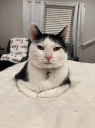 Leon Street. Male, Super friendly. Very hungry. Anyone looking for their  cat? PM please. *update* took to scan and no microchip. he came back again  yesterday and slept