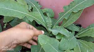 Musim Hujan Daun Tempuyung Si Penghancur Batu Ginjal Tumbuh Subur Lagi Menanam Daun Tanaman