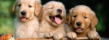 Liz's Golden Retriever Lovers page