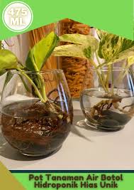 Maybe you would like to learn more about one of these? Terlarisss Vas Bunga Kaca Minimalis Pot Tanaman Air Botol Hidroponik Unik Ukuran Ukuran 475ml Sangat Cocok Untuk Tanaman Hias Hidroponik Seperti Bambu Hoki Sirih Gading Monstera