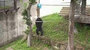 ゴリラ『ビンドン』の木登り（福岡市動物園） - YouTube