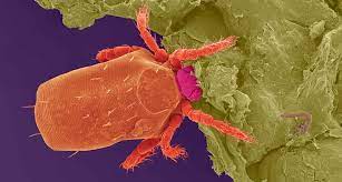 We did not find results for: Chigger Bites May Trigger An Allergy To Red Meat Science News For Students