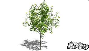 3d model sketchup free download. 3d Tree Model Design In Sketchup Free 3d 3d Tree Download